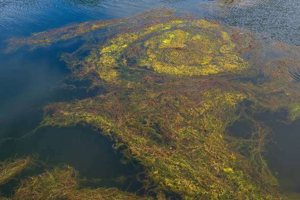 istock Abstract pattern of floating grass in a pond. 2177739114