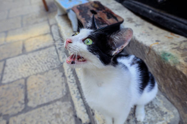 istock A curious cat perched on cobblestones in Dubrovnik Croatia exploring the vibrant streets and lively atmosphere of the historic city 2177739319