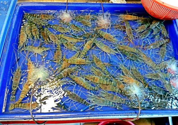 Live River Prawns Seafood - Bangkok Fresh Market.