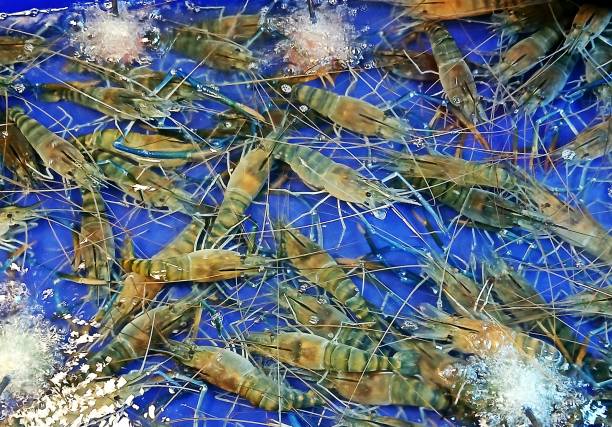 Live River Prawns Seafood - Bangkok Fresh Market.