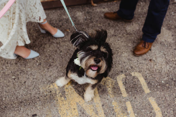 cute dog in suit.