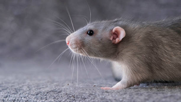 istock little cute rat on gray couch 2177746643