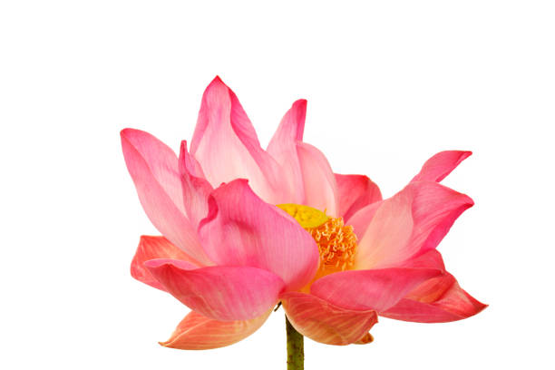 istock Vibrant Pink Lotus Blossom on White Background 2177746696