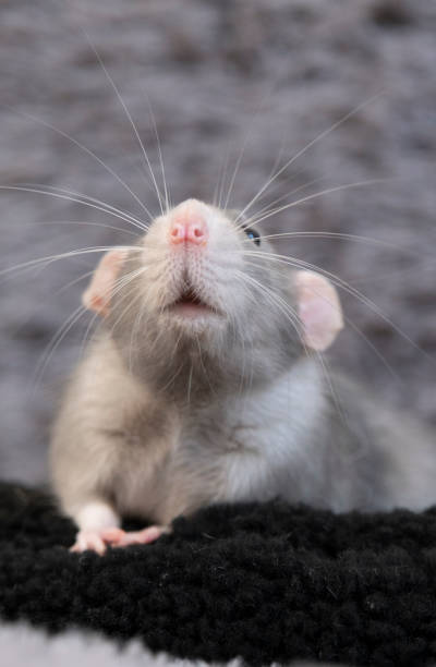 istock little cute rat on gray couch 2177747172