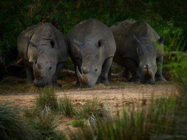 istock Group of rhinoceros in nature 2177747303