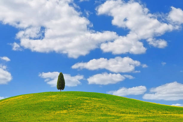 single dried tree on rocky dry landscape over sunny blue sky