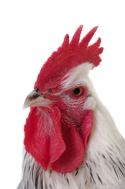 istock Head of rooster on white background 2177750899