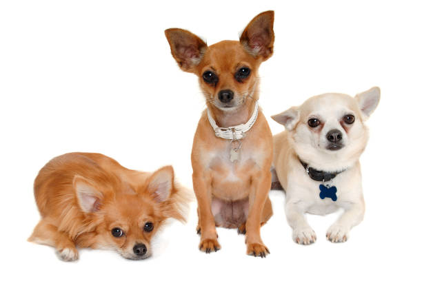 Three happy chihuahua puppy dogs isolated on a white background