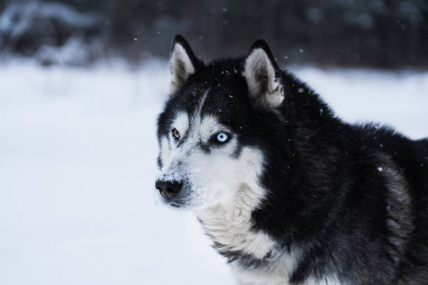 istock A husky dog with multi color eyes in winter snowy forest. 2177751617
