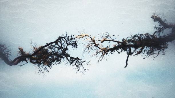 istock Abstract Nature Two Tree Branches Reach for Each other like the Hand of God 2177752930