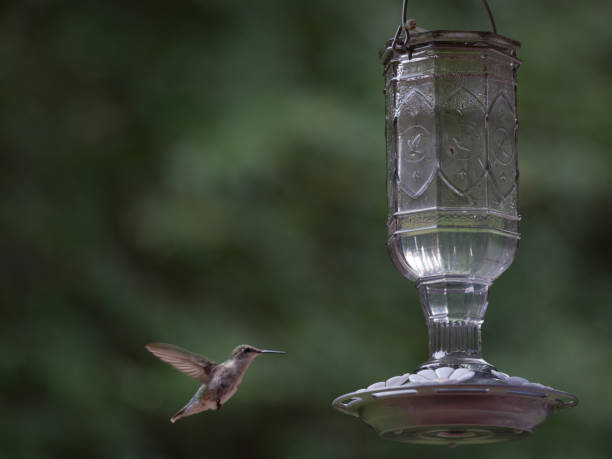 istock Hummingbird Flying Near Feeder with Green Tree Background 2177755863