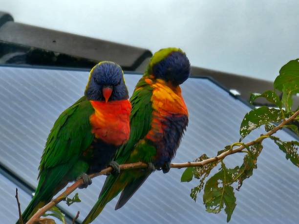 Rainbow lorikeets are mostly monogamous and remain paired for long periods, if not for life.
