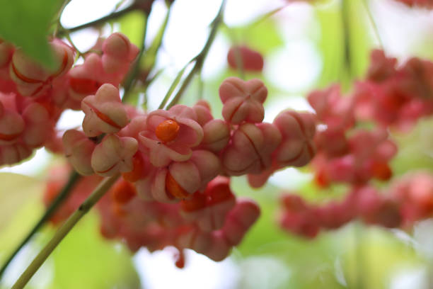 istock European spindle plant close up 2177759944
