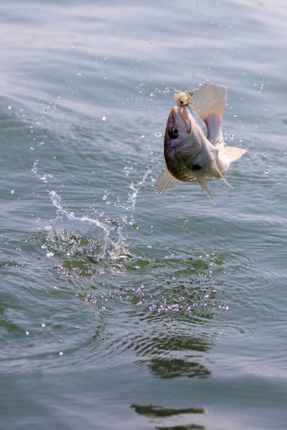istock Croaker Trying to Lose a Hook 2177760029