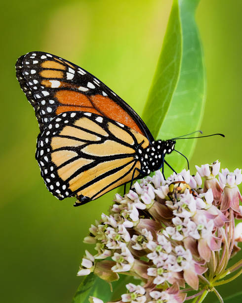 A monarch butterfly captured pollinating a milkweed flower