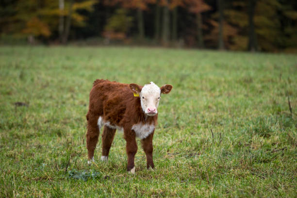 young cow standing in field brown and white alone looking