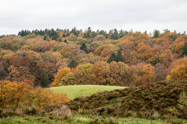 istock autumn landscape forest with orange colors 2177764235