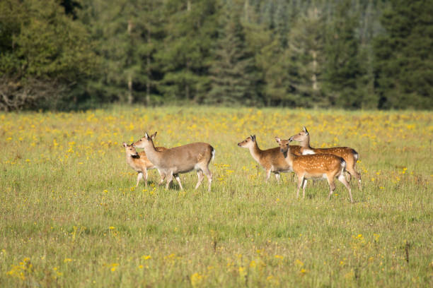 flock of deer running on field with forest in the background
