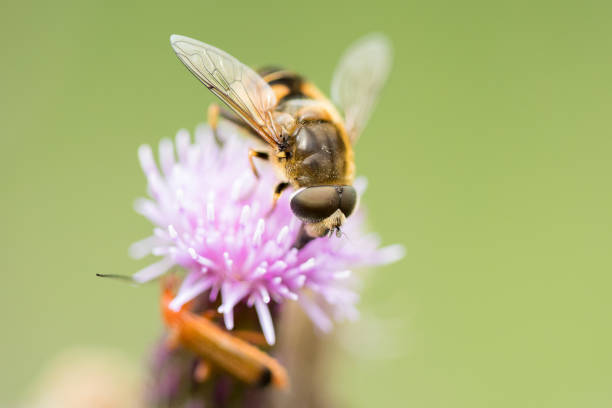 macro of hoverfly sitting on blue flower with green blurred background