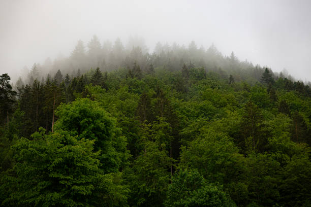 Early morning fog