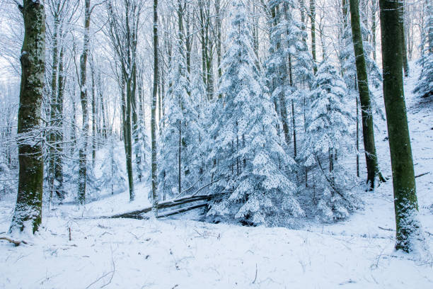 pine trees in snow in winter fairytale forest denmark