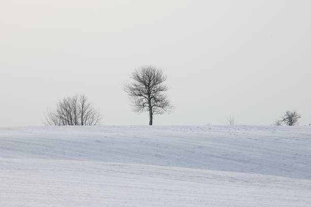 single tree standing in large field with snow in winter with gray sky behind winter landscape