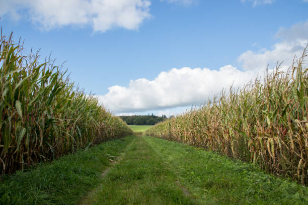 istock sweet corn field a summer day 2177766726