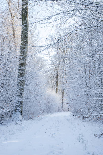 istock walking path in winter forest a dreamy fairytale forest with snow in winter time 2177767626