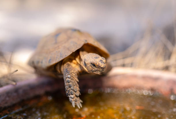 A couple of tortoises - love concept. Penteli mountain, Greece