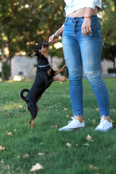 istock Energetic pinscher dog jumping up while playing with a unrecognizable woman 2177772384