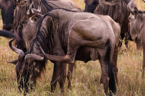 istock Wildebeest Wildlife Animal 2177775232
