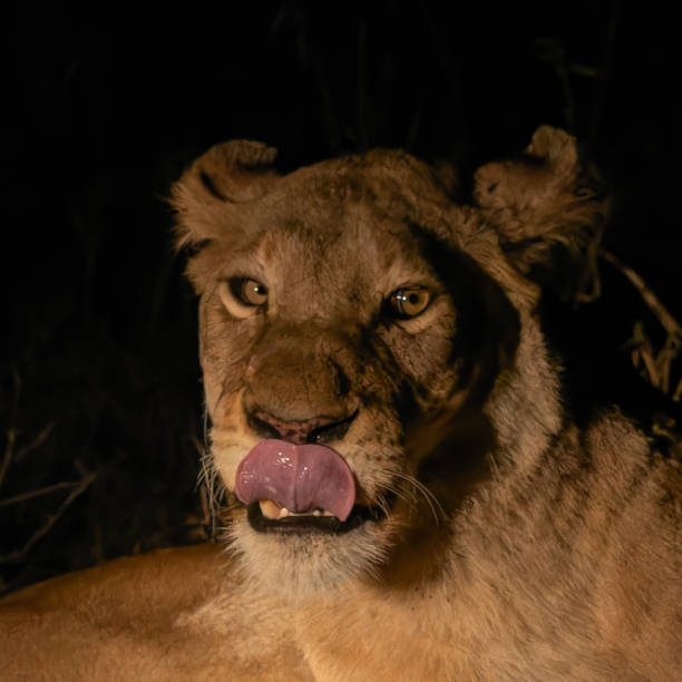 istock Lion resting in the dark 2177775271