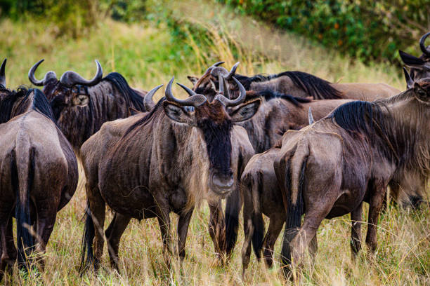 istock Wildebeest Wildlife Animal 2177775344