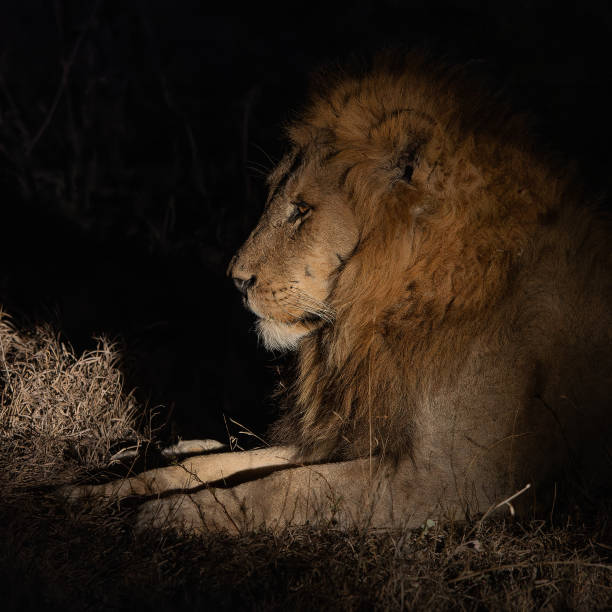 istock Lion resting in the dark 2177775442