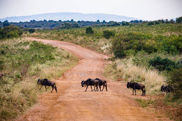 istock Wildebeest Wildlife Animal 2177775931