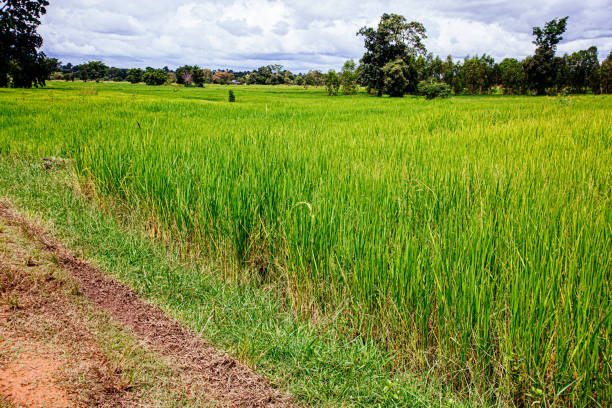thai farmland