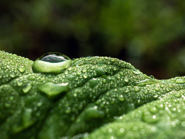 Macro of fresh young spring green leaf highlighted reveal green leaf texture sprinkled with water drops
