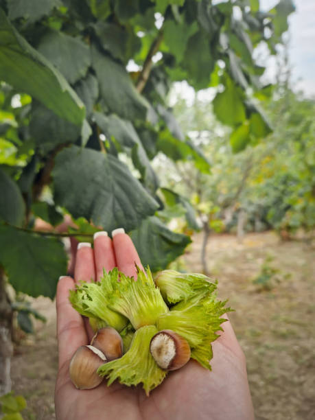 istock Female hand holding hazelnuts with green husks against a blurred orchard background with green trees. Picking harvest of fresh seasonal nuts 2177777185