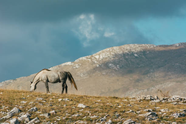istock A silver wild stallion is grazing on a mountain ridge 2177777679