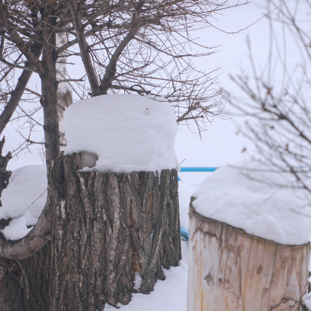 Tree stumps under the snow in the winter forest. Stumps covered with snow