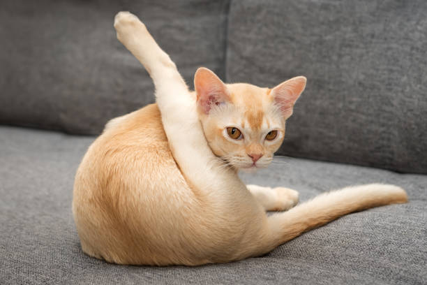 istock Adorable Burmese kitten on the sofa. 2177781343