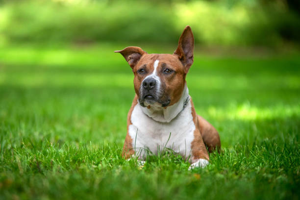 istock American staff dog in nature 2177781847