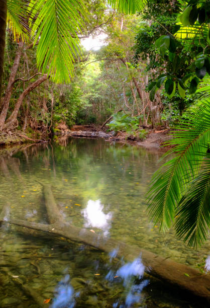 istock Pool In The Daintree Rainforest National Park 2177784177