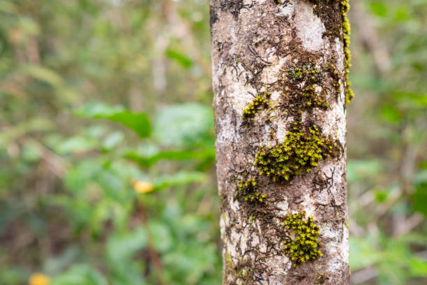 Close up of a tree trunk in the Daintree River National Park