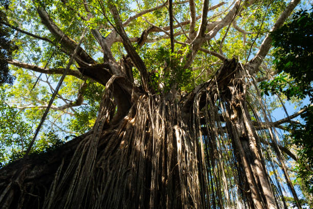 The famous Curtain Fig Tree, found up in the Atherton Tablelands in Far North Queensland, Australia.