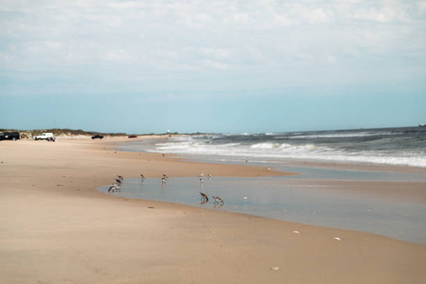 A tranquil beach in North Carolina’s Cape Hatteras National Seashore features gentle waves lapping against the sand while shorebirds scurry along the water's edge, searching for food
