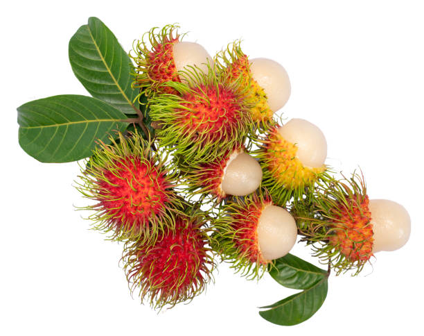 istock Rambutan isolated on white, Rambutan isolate with clipping path. 2177788712