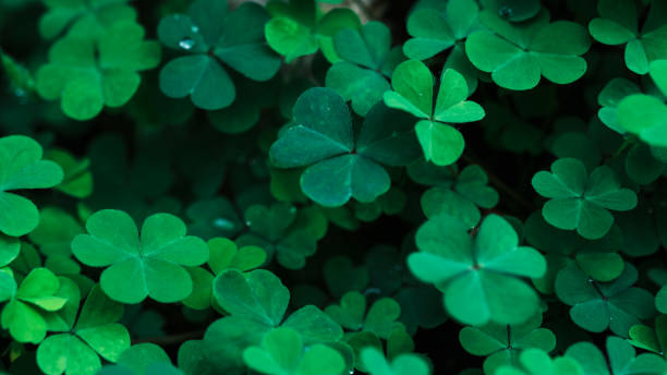 istock Clover Leaves for Green background with three-leaved shamrocks. st patrick's day background, holiday symbol, Earth Day 2177789608
