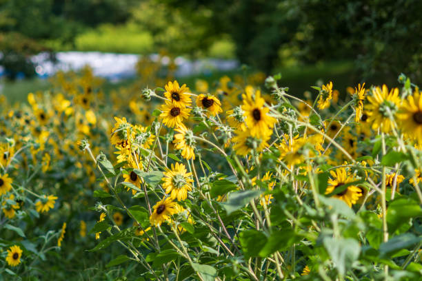 istock Sunflowers in Full Bloom Under the Summer Sun 2177791012