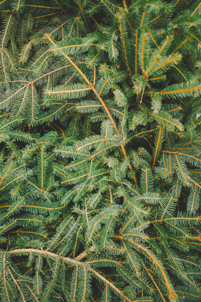 istock Close-up of evergreen pine tree branches 2177791152